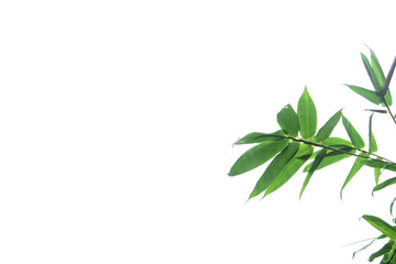 Fototapeta na wymiar green bamboo leaf , green tropical foliage texture isolated on white background of file with Clipping Path .