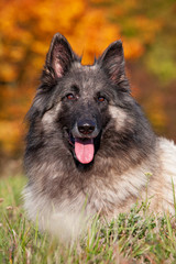 Portrait of nice belgian shepherd dog