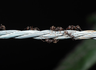 Macro Photo of Group of Black Garden Ants on Nylon Rope