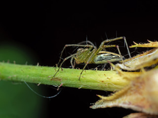 Macro Photo of Jumping Spider on Trunk of Little Plant, Selective Focus