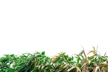 green bamboo leaf , green tropical foliage texture isolated on white background of file with Clipping Path .