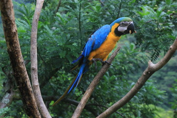 Peru Jungle