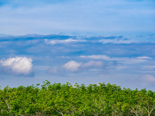 Blue sky with cloud over green leaf of rubber tree