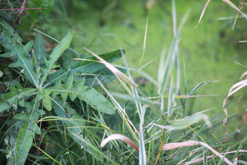 End of summer season in the park