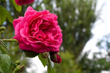 Shrub rose, beautiful red Rose close up