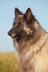 Portrait of nice belgian shepherd dog