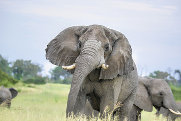 Fototapeta na wymiar Elephant warning to keep away in Moremi, Botswana