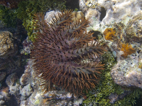 Crown of Thorn Starfish attacking reef