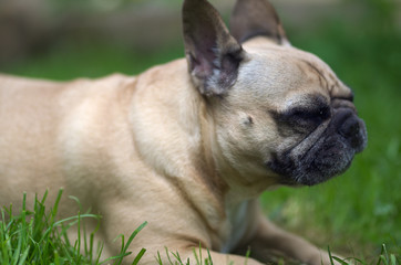 Fototapeta premium Close up portrait of a French Bulldog, lie in grass