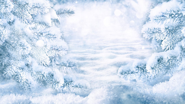 Winter Christmas scenic landscape on frosty sunny day in forest. Snowy backdrop with fir-trees covered with snow close-up, snowdrifts on nature outdoors, copy space, toned blue.
