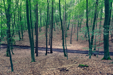 View of the path in the forest 