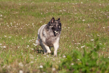 Nice belgian shepherd dog running on meadow