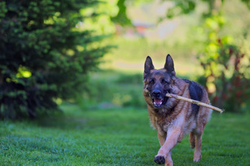 Running beautiful Young Brown German Shepherd Dog Close Up.
