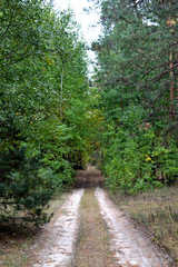 Fototapeta premium path in forest