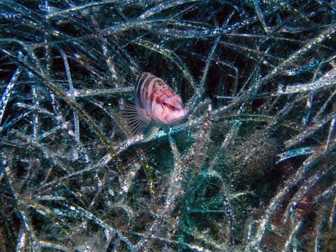 Painted Comber (Serranus scriba)