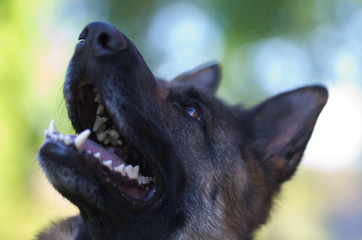 Portrait of beautiful Young Brown German Shepherd Dog Close Up.