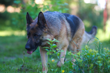 Walking beautiful Young Brown German Shepherd Dog Close Up.