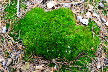 moss on stone
