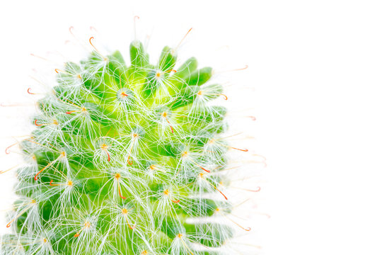 รูปภาพCastus – เลือกดูภาพถ่ายสต็อก เวกเตอร์ และวิดีโอ691 | Adobe Stock