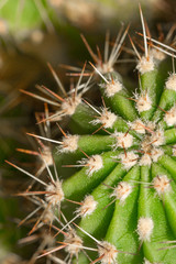 Cactus green with long needles Macro.