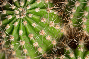 Part of a green cactus with a long thorn, macro cactus with a beautiful thorn on a blurred green background, close-up a small cactus with a macro and select the focus.