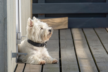 Portrait of a small white dog, West Highland White Terrier
