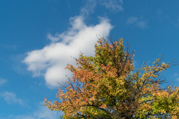 Fototapeta na wymiar Autumn wild pear on a background of blue sky and white clouds