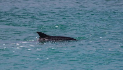 Dolphin near the beach