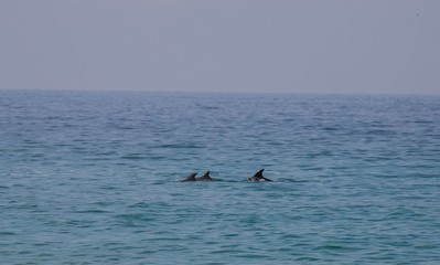 Dolphins near the coast of spain
