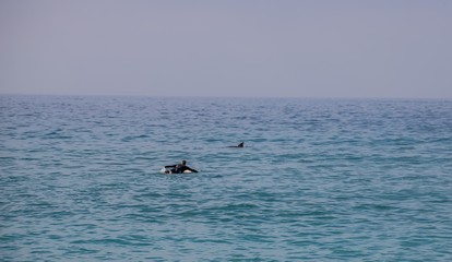 Surfing with dolphines