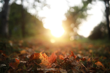 End of summer season in the park