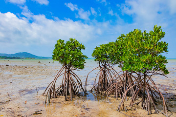 沖縄石垣島　マングローブの群生