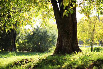 End of summer season in the park