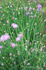 A pink flowers of chives, Allium schoenoprasum