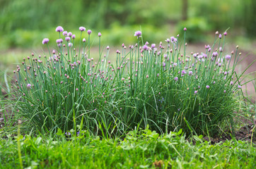 A pink flowers of chives, Allium schoenoprasum