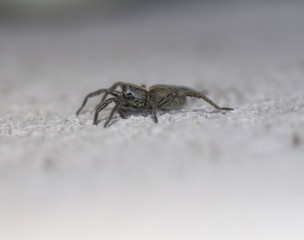 Macro photo of spider