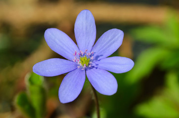 Hepatica early-spring flower in the forest