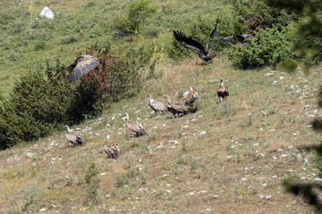 Colonia di Grifoni nella località 