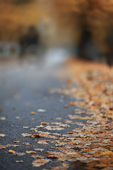 Autumn backgroun rain in the park