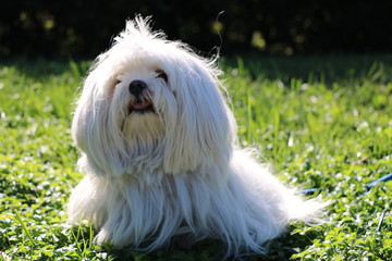 white dog in the grass