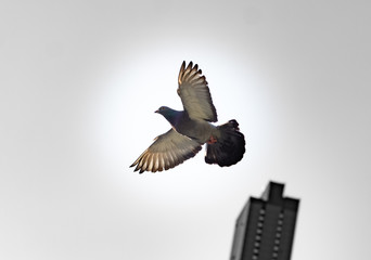 The Messenger