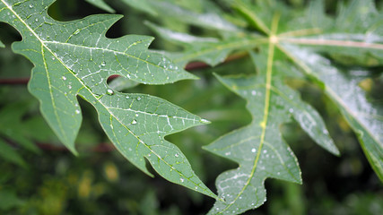 Leaves with water drops. Green leaf with water drops for background.