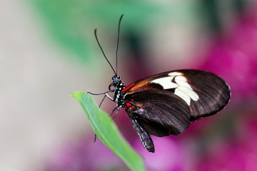 Fototapeta na wymiar Heliconius Schmetterling