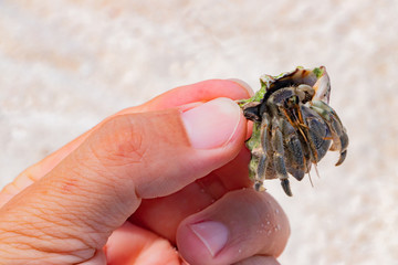 Fototapeta premium 沖縄石垣島 オカヤドカリ