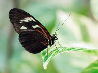 Fototapeta na wymiar Heliconius Schmetterling