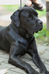 Lying Labrador Retriever