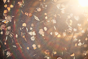 Autumn rain in the park