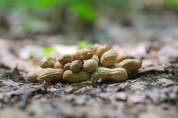 Peanuts in the nature