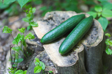 Ripe cucumber in the nature