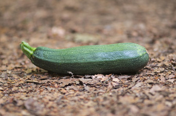 Ripe zucchini or courgette